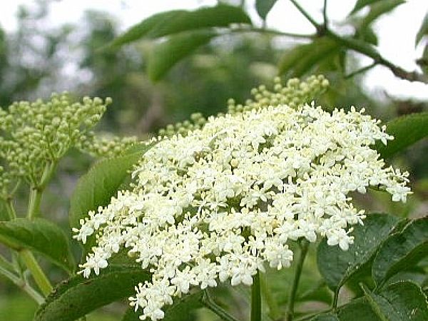 Bezgovo cvetje malo drugače